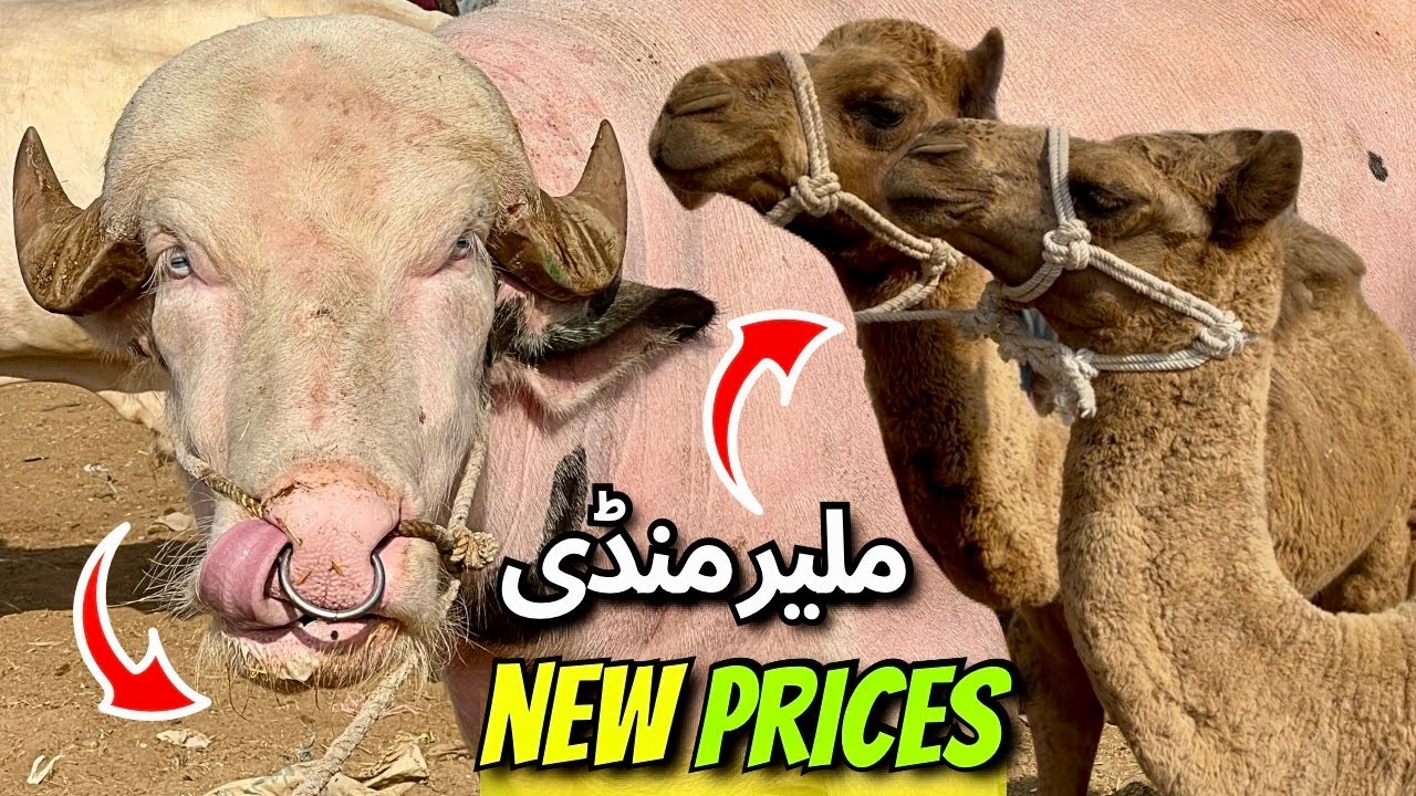 Ye Rates Real Hain? 😱💥 Malir Cow Mandi 16 Dec 2025 | Full Bargaining Scene | Karachi Shocked 🐄💸