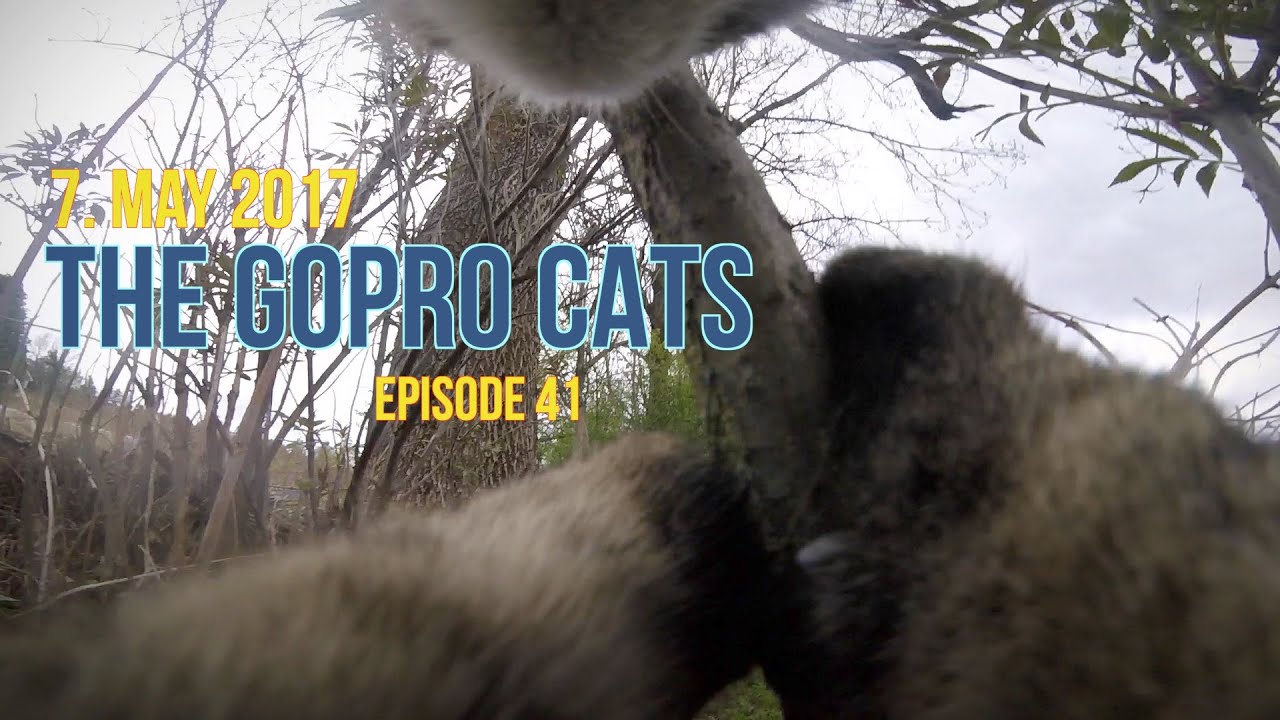 Cat with GoPro : climbing & licking tree : Ep 41