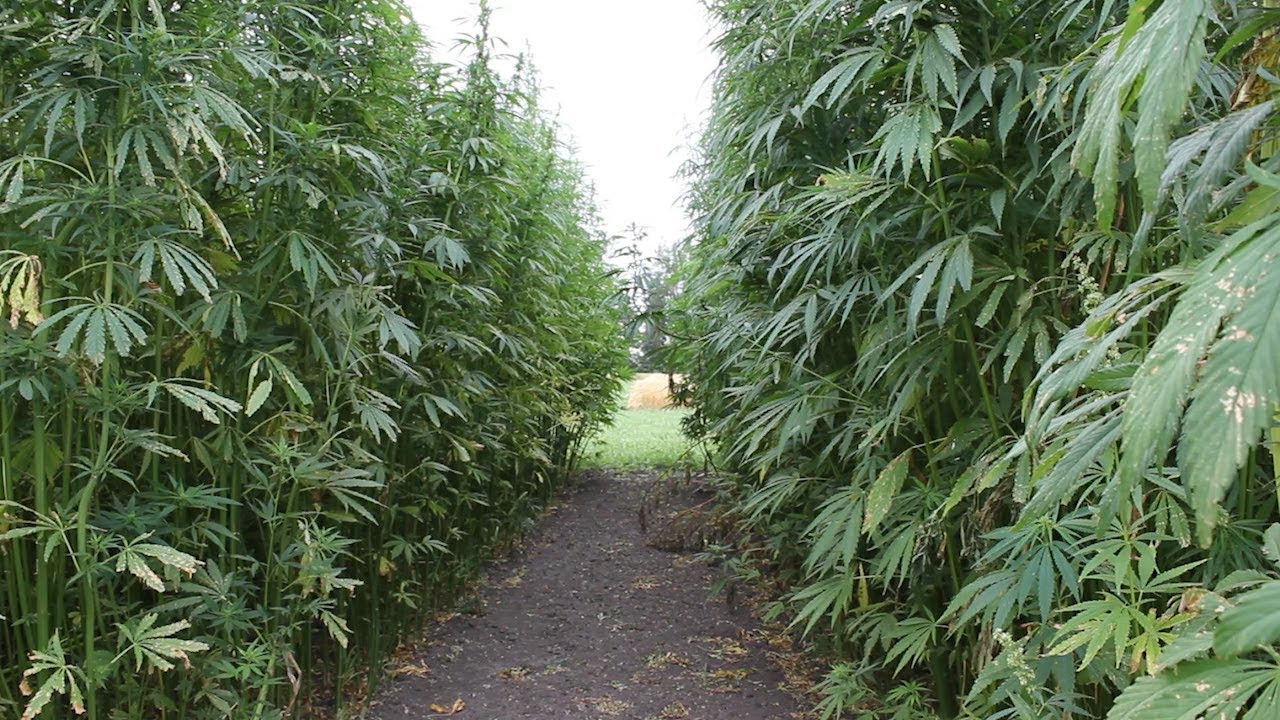 AgweekTV: Hemp for CBD