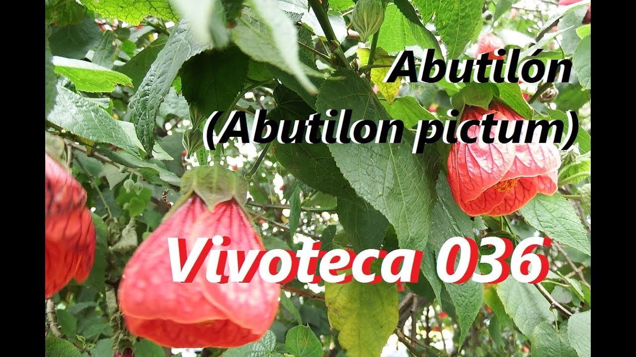Vivoteca 36 Abutilón  Abutilon pictum