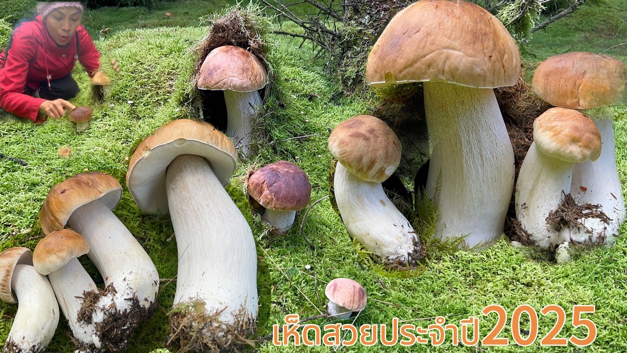 สี่ดอกนี้ที่รอคอย#เห็ดเผิ้งหวานดอกสวยปีนี้#ฟินกว่านี้ไม่มีอีกแล้ว.25/10/2025.