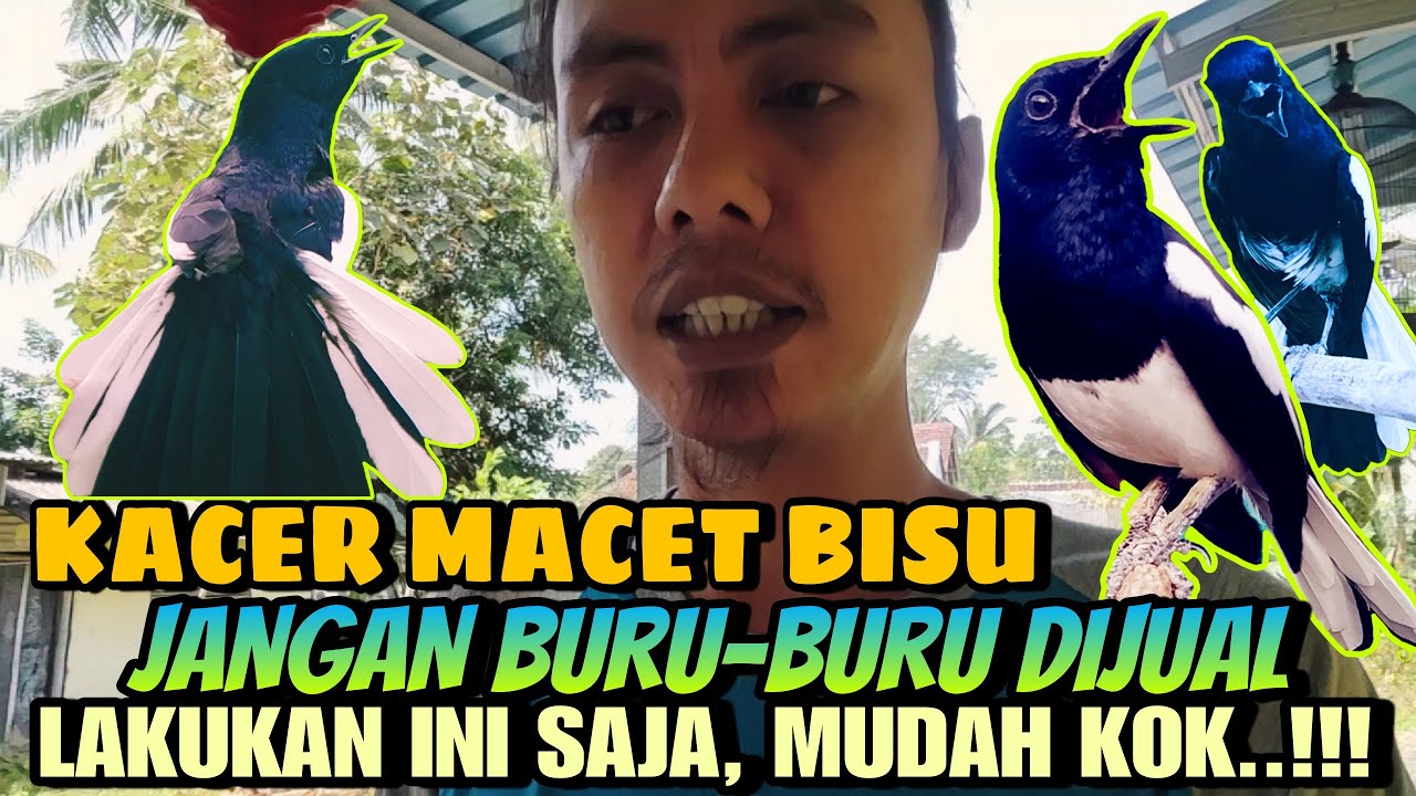 CUKUP LAKUKAN INI SAJA ⁉️ KACER MACET, MALAS BUNYI JADI GACOR DAN BUKA EKOR || TIPS KACER TERBARU