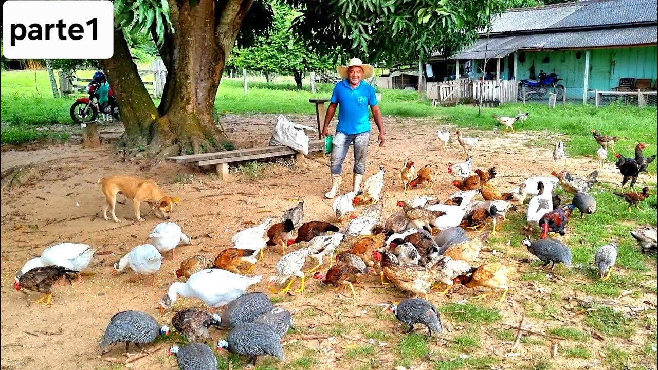 No Rancho do Seu Zé tem De tudo ,galinha, porco,carneiros,vacas ,frutíferas