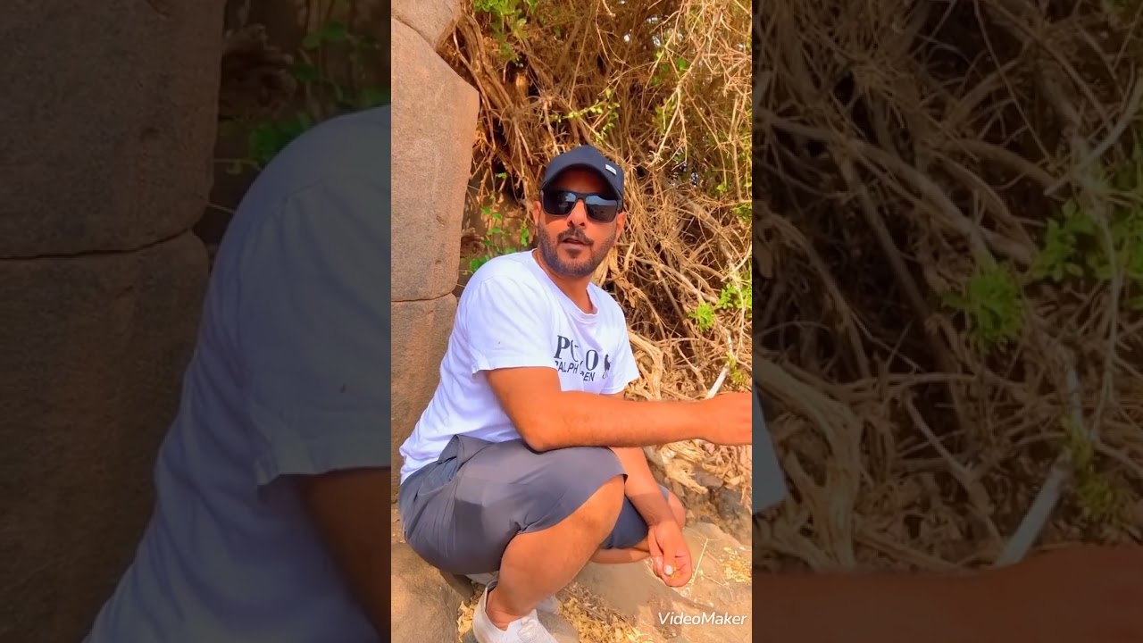 شجرة الاراك الفريدة بالمدينة المنورة