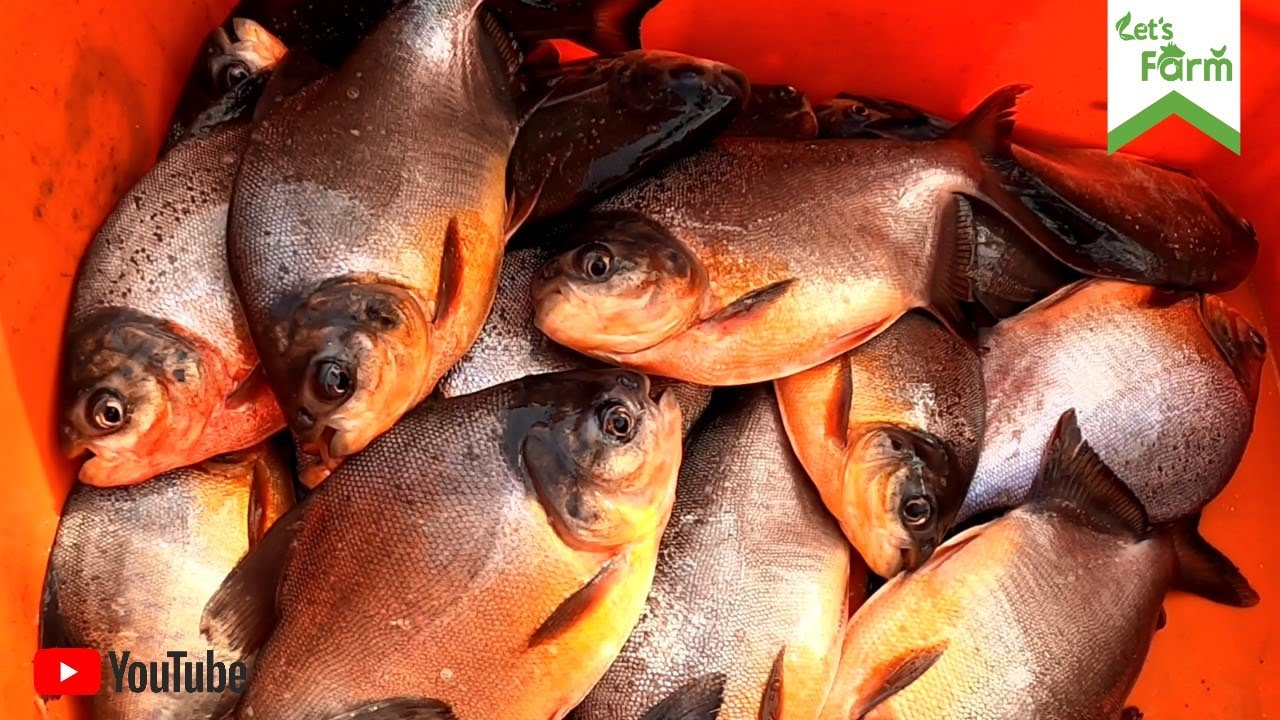 Let's Farm #shorts 04 || Nutter Fish Farm Harvesting