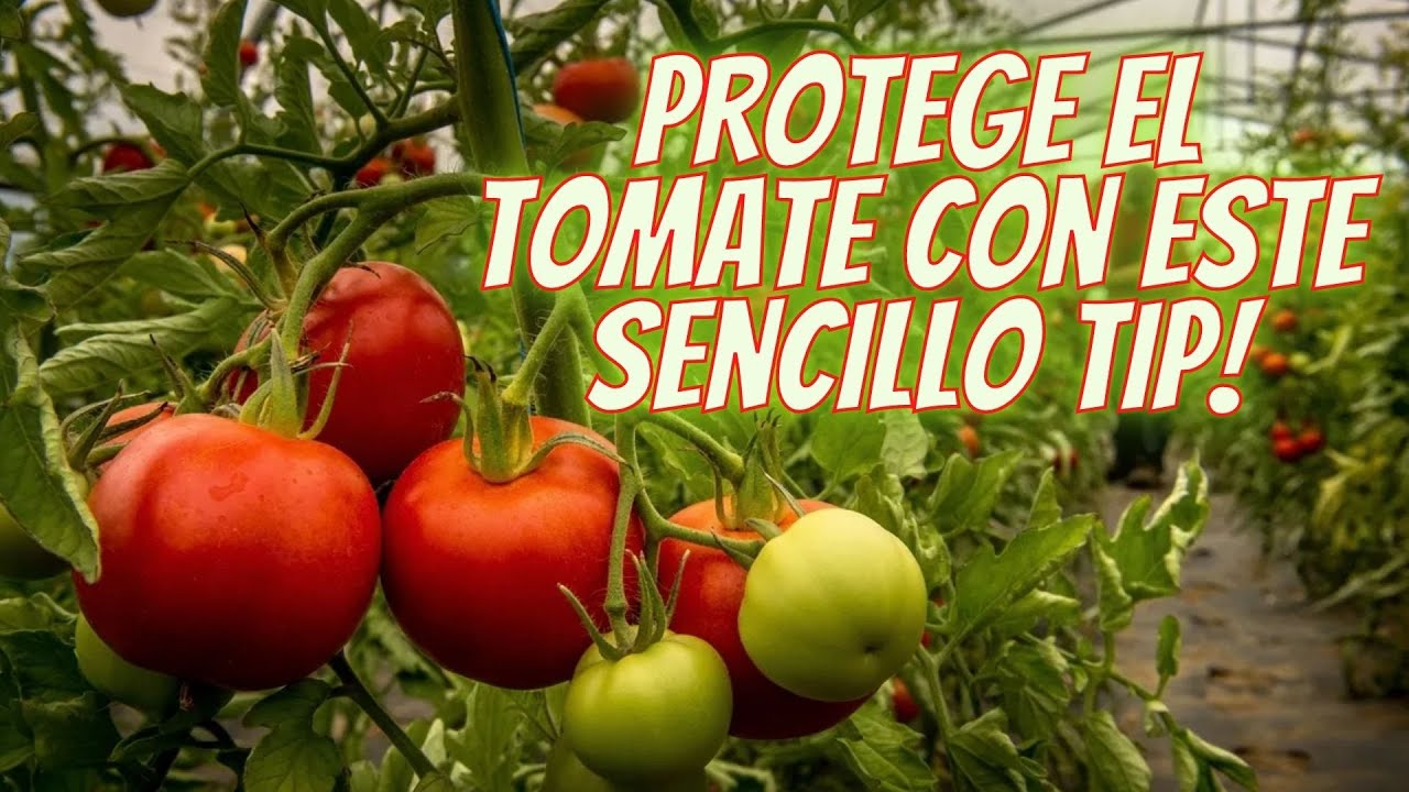 Planta esto para proteger el TOMATE de las plagas #jardiner&iacute;a #tomates