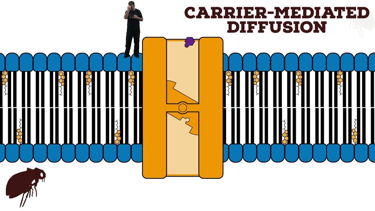 Carrier-Mediated Diffusion