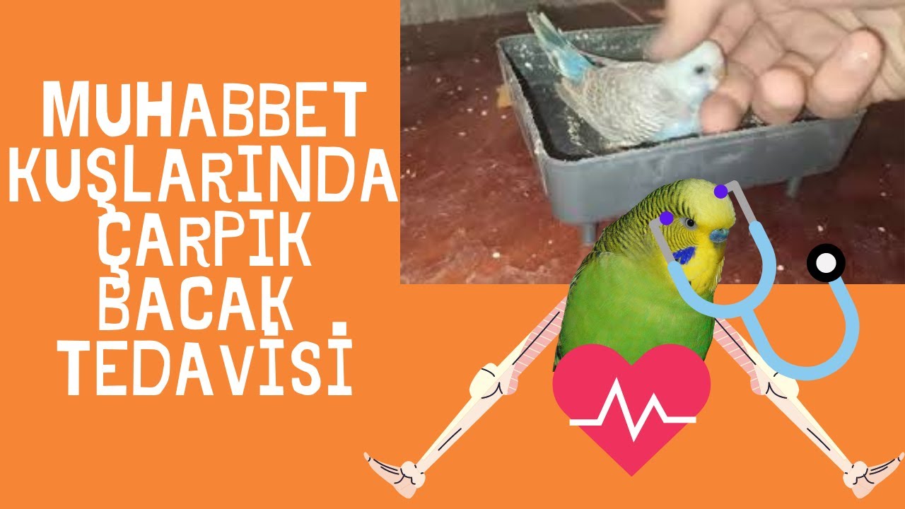 Muhabbet Kuşlarında Çarpık Bacak Tedavisi