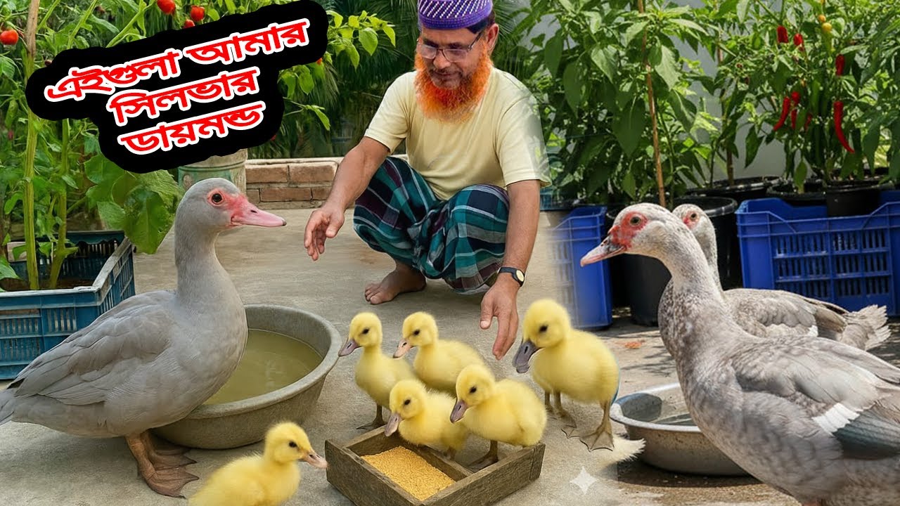 চি'ন্তা করতেছি সিলভার চিনাহাসের একটা খামার করবো??