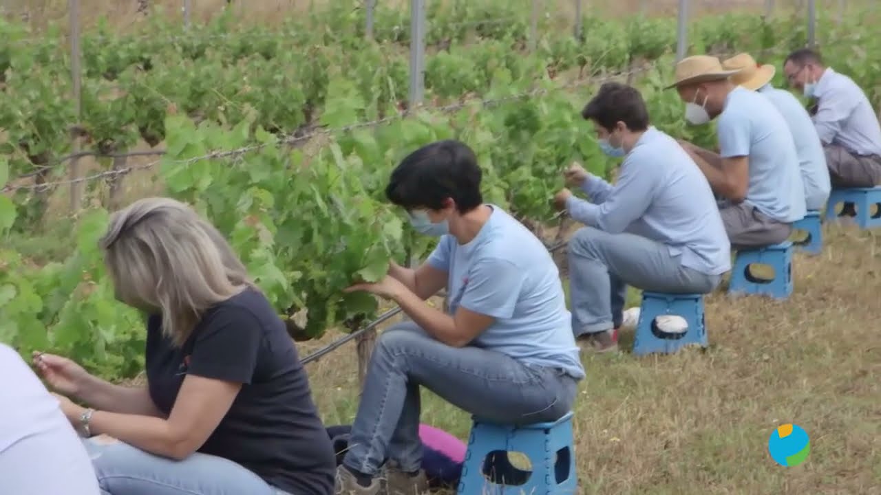 Programa mejora Monastrell