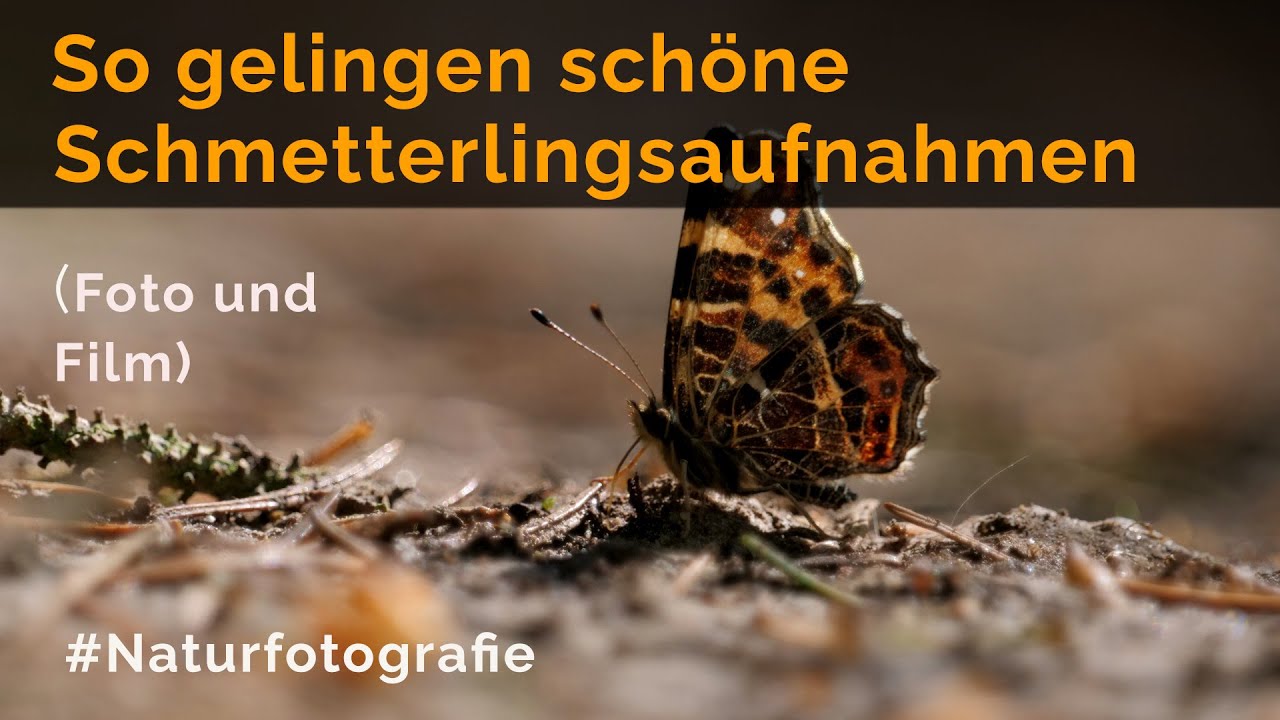 So gelingen schöne Schmetterlingsaufnahmen! (Foto und Film)