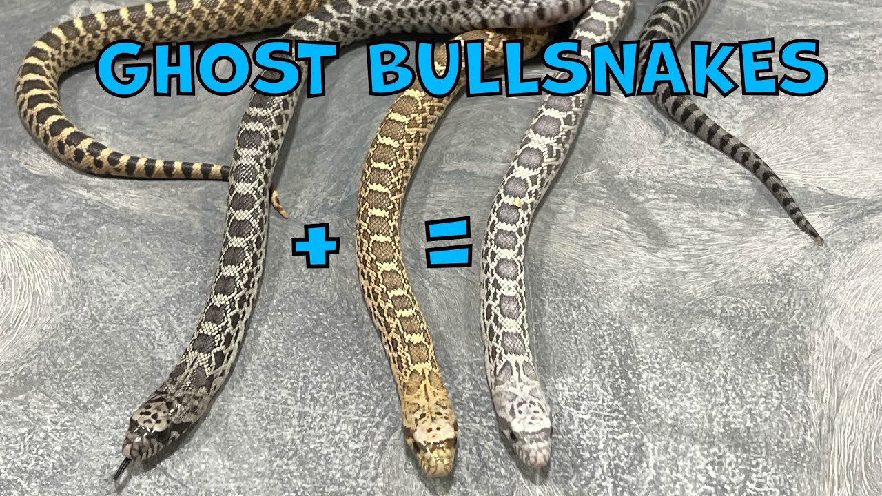 What makes a GHOST BULLSNAKE?!