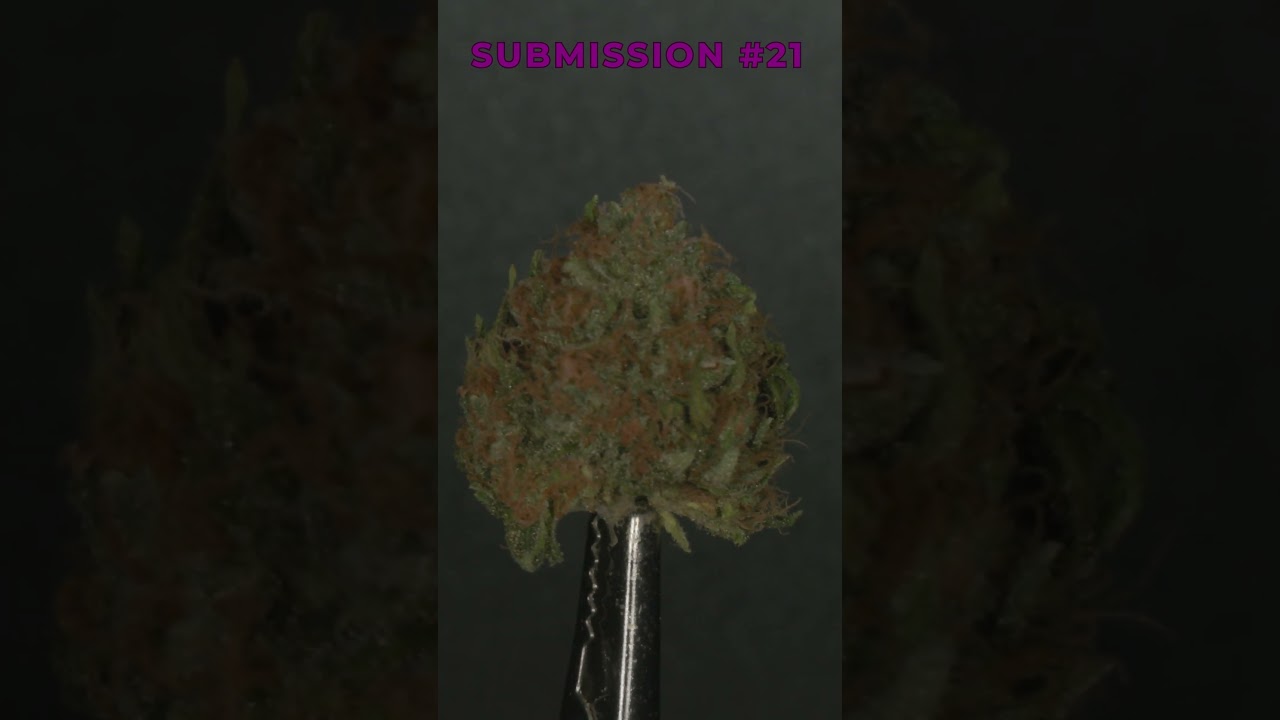 Submission #21 | Legacy Cup V Indoor Flower Competition