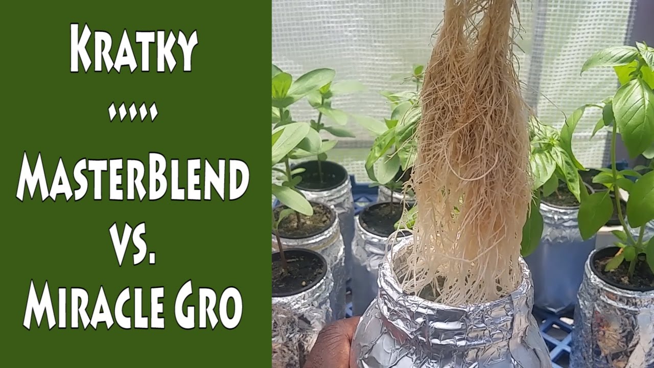 Kratky Method &bull; MasterBlend vs Miracle Gro