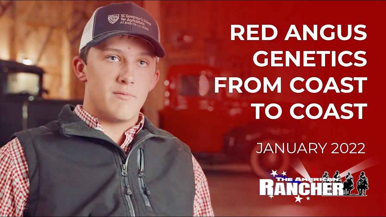 Генетика породы Ред Ангус от побережья до побережья | The American Rancher
