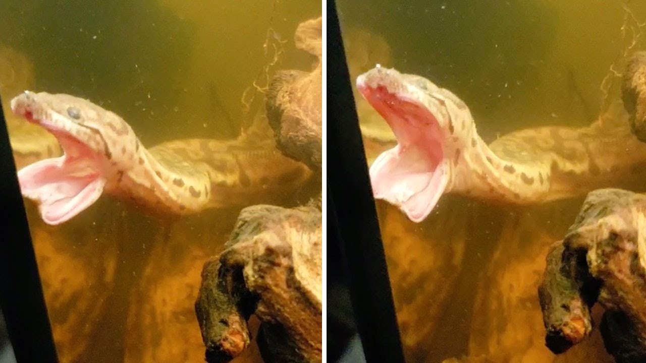 Water Snake Does A Huge Yawn Underwater
