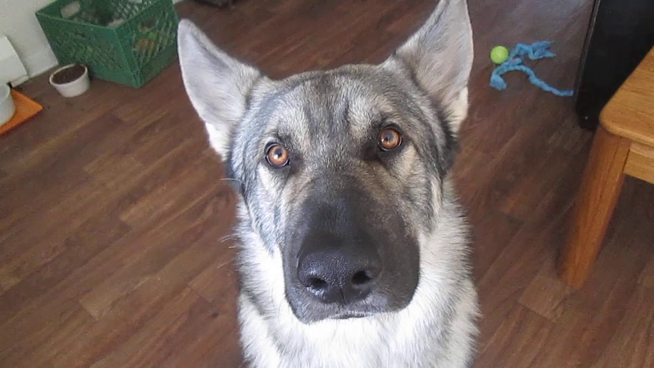 American Alsatian coat color changes