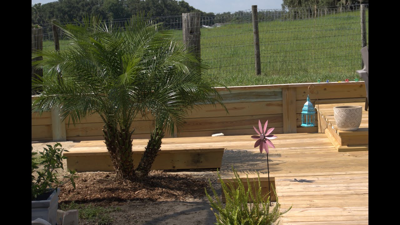 Pygmy Date Palm Or Robellini Palm Planting