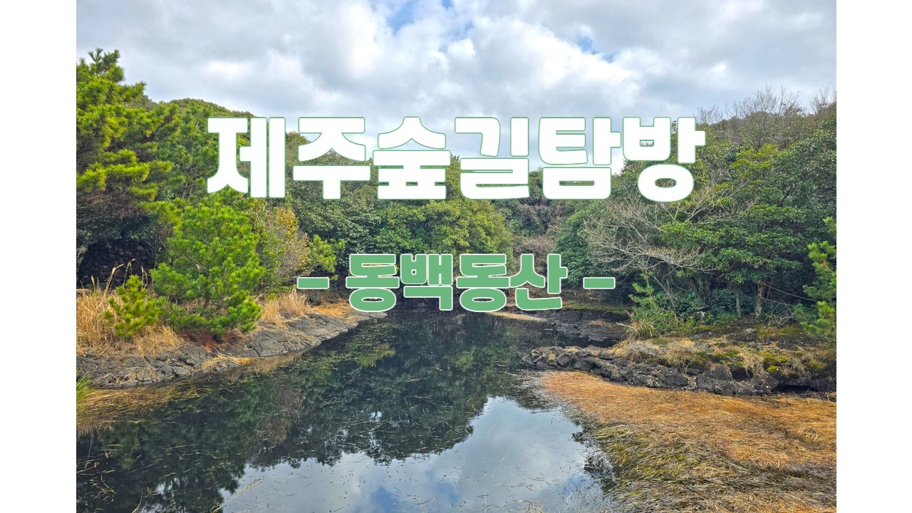 봄에 만나는 제주의 곶자왈 #동백동산 #제주곶자왈 #제주도곶자왈 #제주숲길