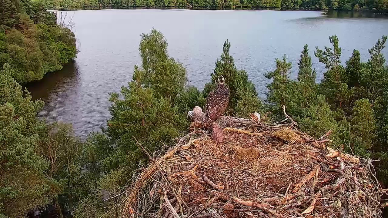 Live osprey nest camera at Loch of the Lowes Wildlife Reserve