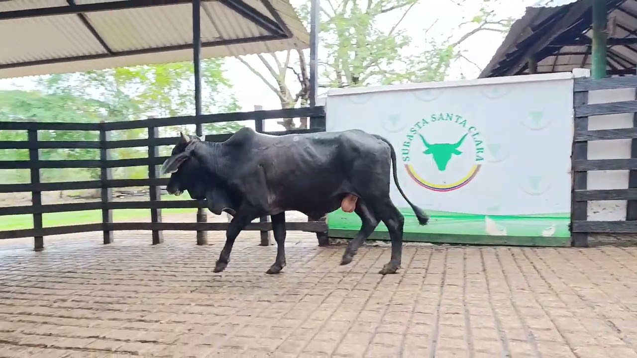 LOTE 60. Feria 5 Subasta Santa Clara
