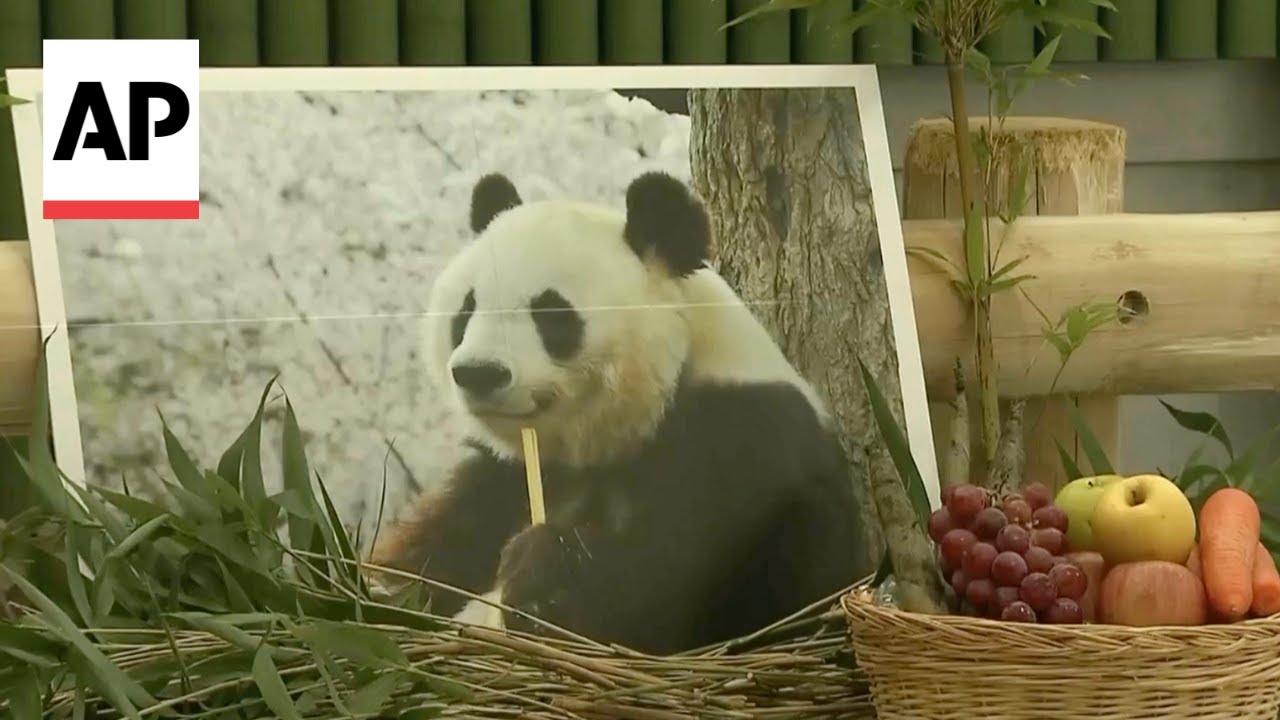 Visitors pay tribute to Tan Tan, Japan's oldest panda that died at age 28