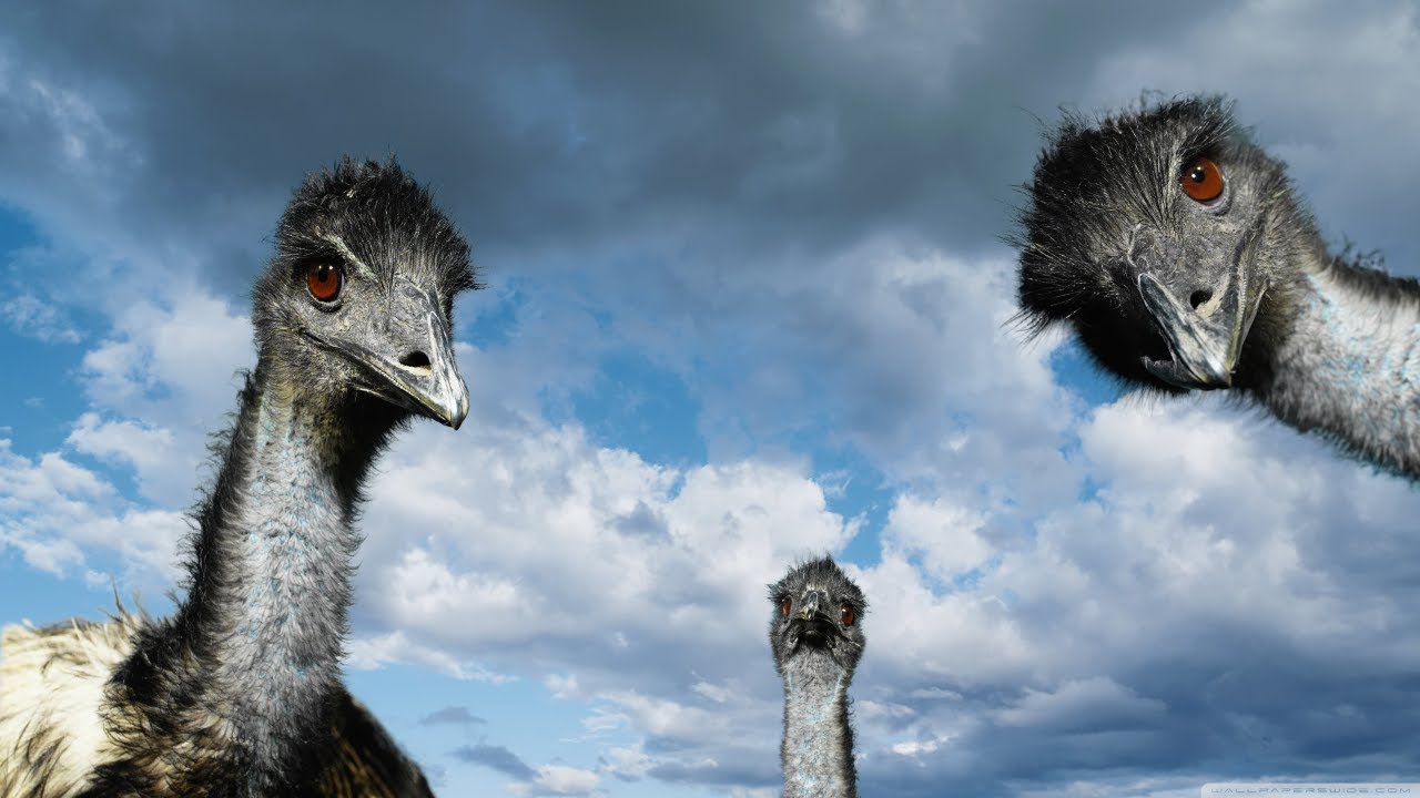 Why Ostrich Cannot Fly | Ostrich Facts | Flightless Birds