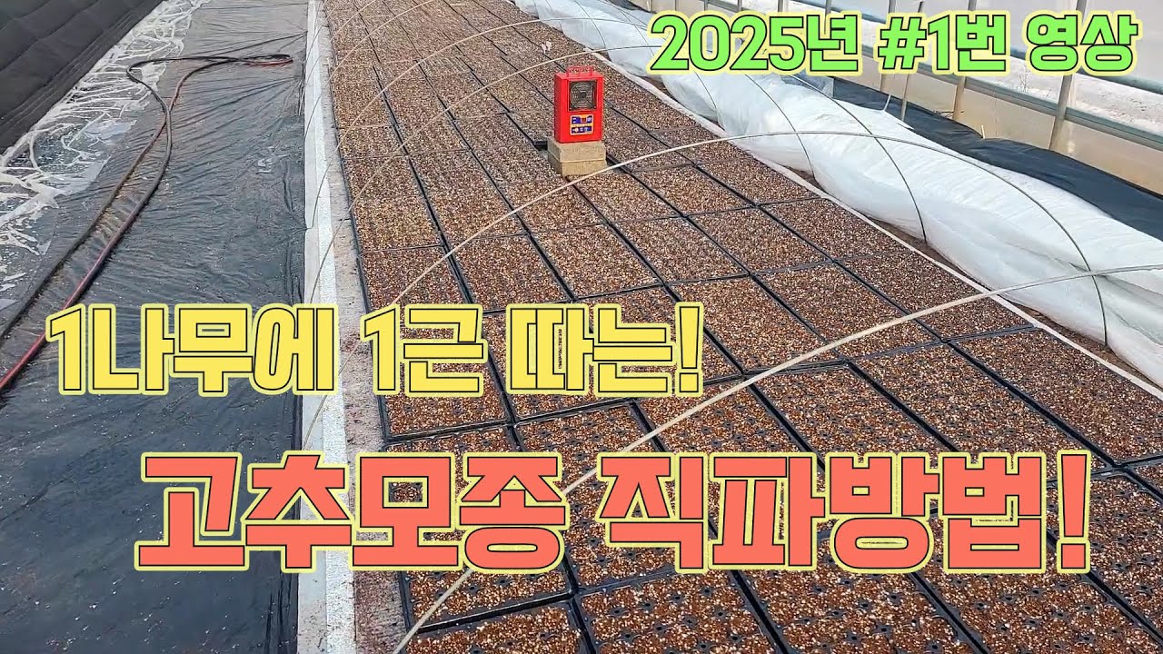 1나무에 1근 따는 고추모종 직파방법 2025년 #1