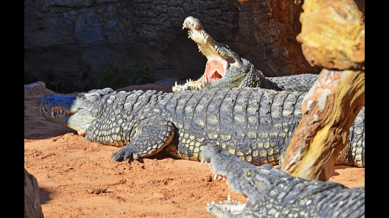 Taren y Dalila, las 2 hembras de cocodrilo de BIOPARC Valencia (diciembre 2018)