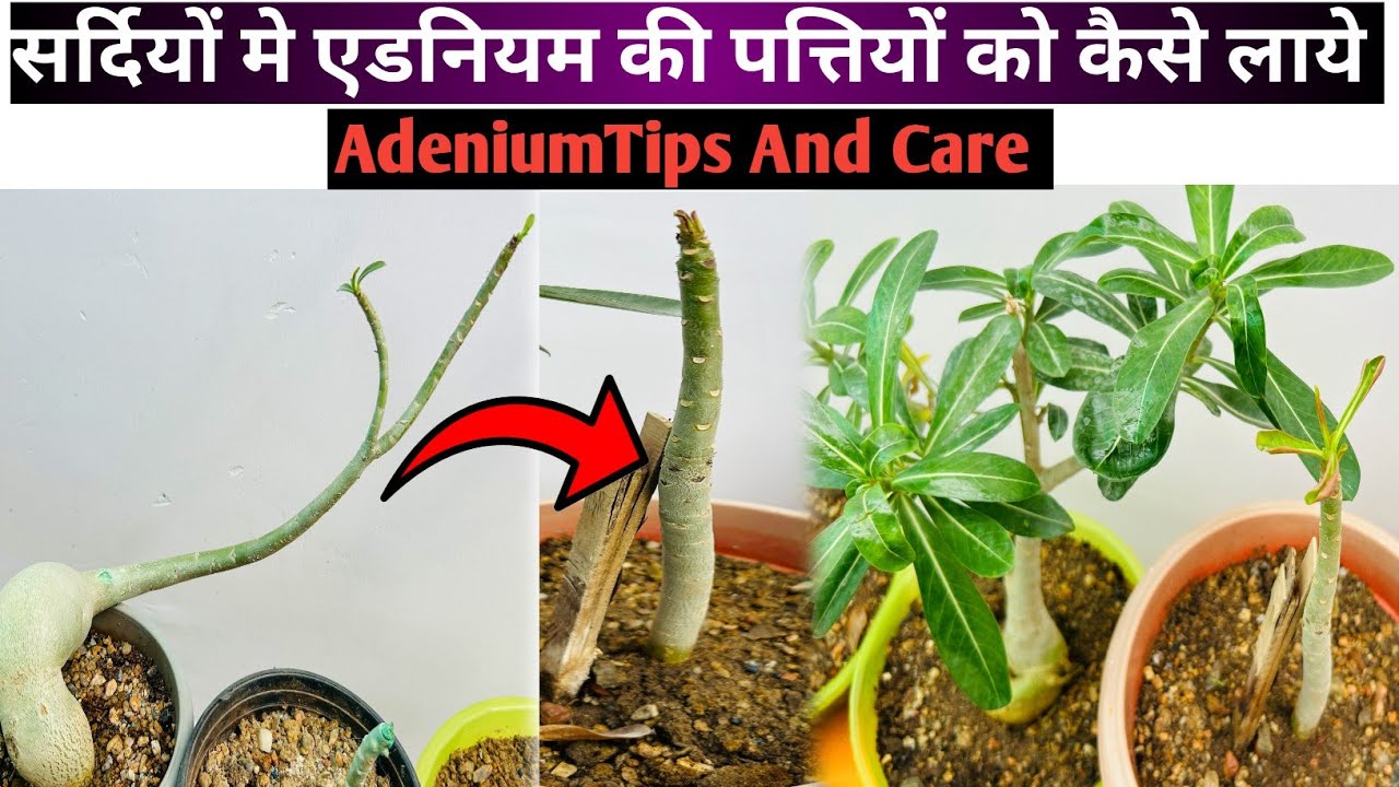 एडिनियम पर पत्तियाँ नहीं आ रही हैं | Best Tips For Adenium | Adenium | Plant | Rooftop Plants | 