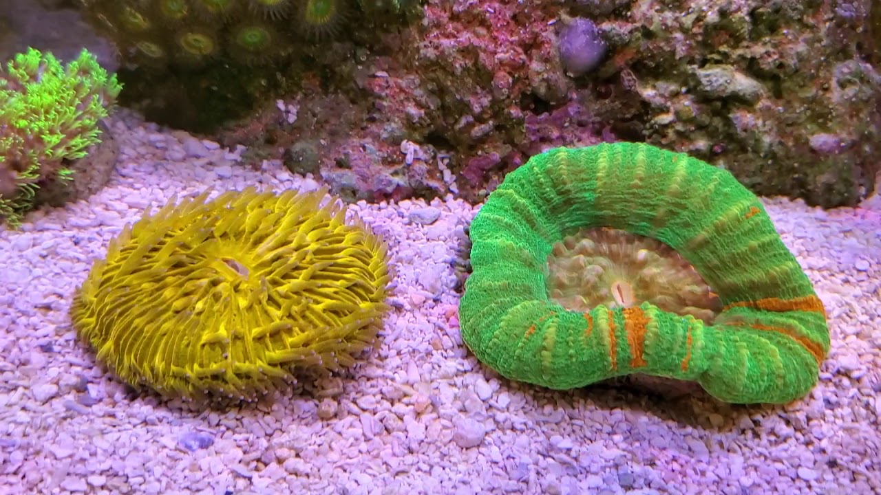Reef tank update with Red Sea Coral Nutrition AB+