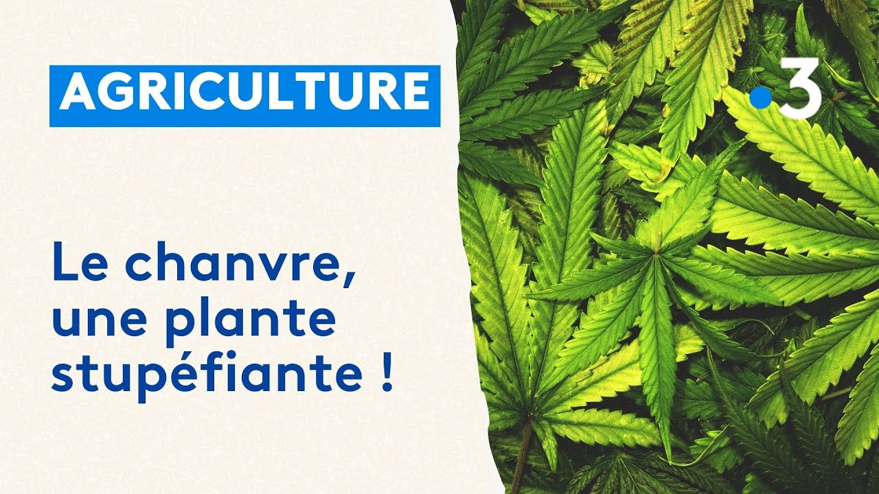 Le chanvre, une plante stup&eacute;fiante !