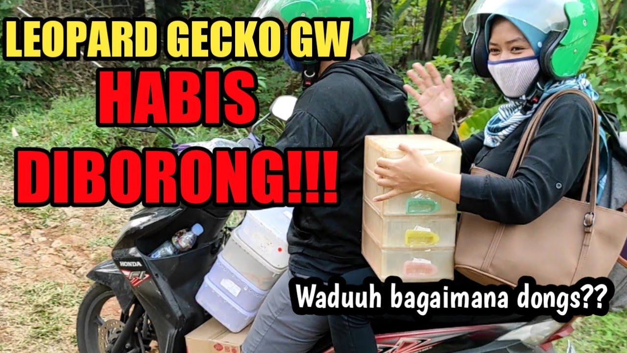 YA AMPUN, HABIS DAH GECKO DI RUMAH.. | DIBORONG SEMUA???