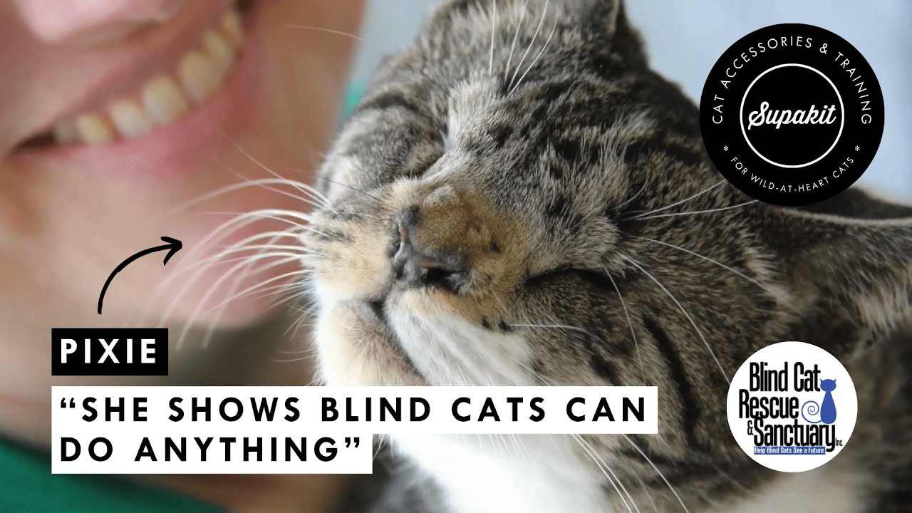 Pixie the Valiant: A Blind Cat’s Journey from Stray to Sanctuary Star