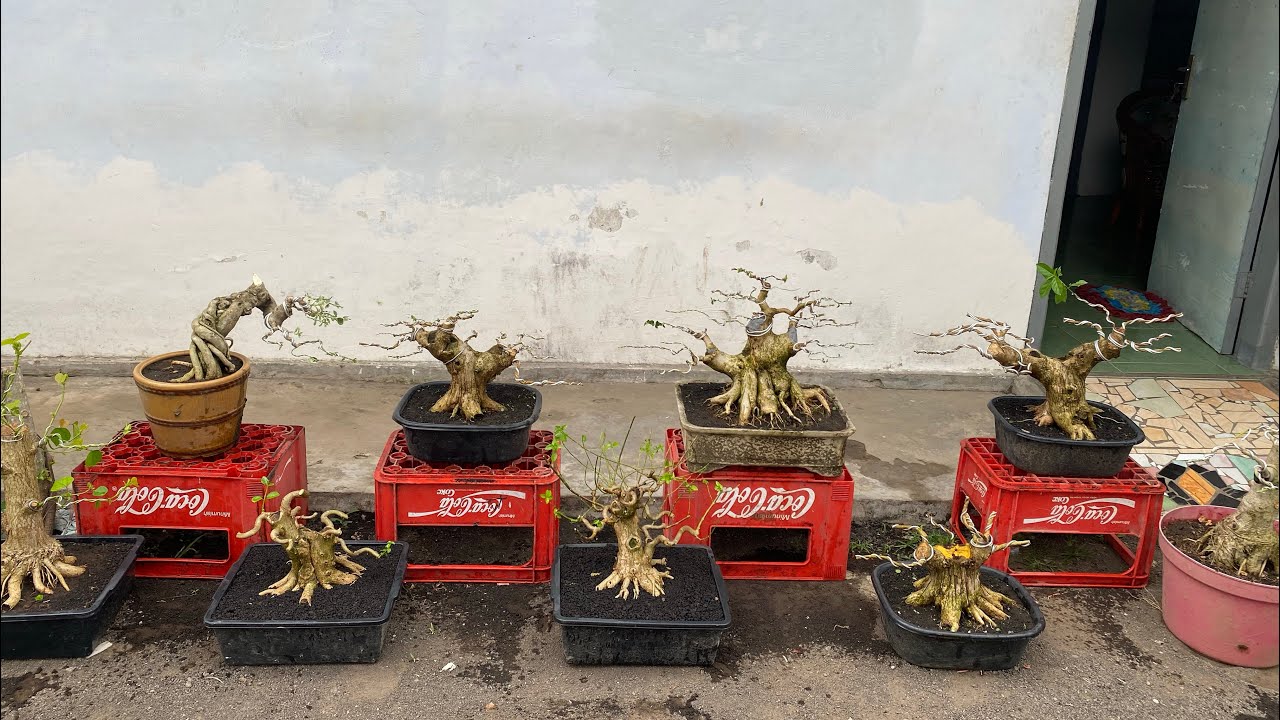 REVIUW BONSAI TAHAPAN NOTA 150rb😱😱 minat wa 085150612663