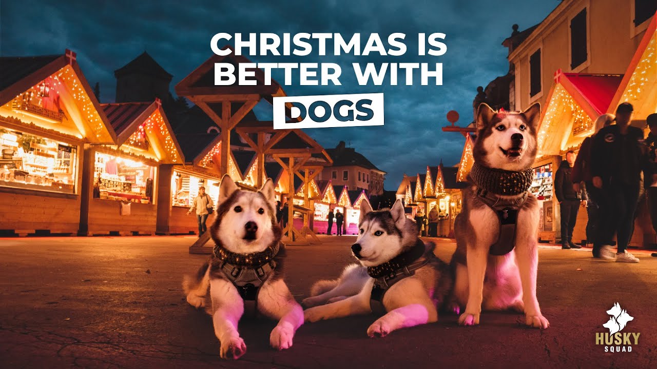 A MAGICAL Christmas in France with the Husky Squad