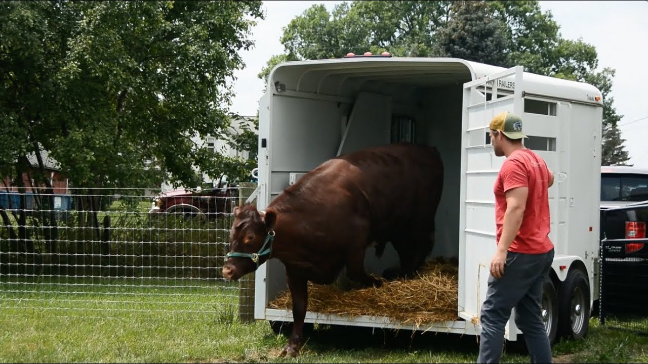 Charles' Rescue Story at Barn Sanctuary