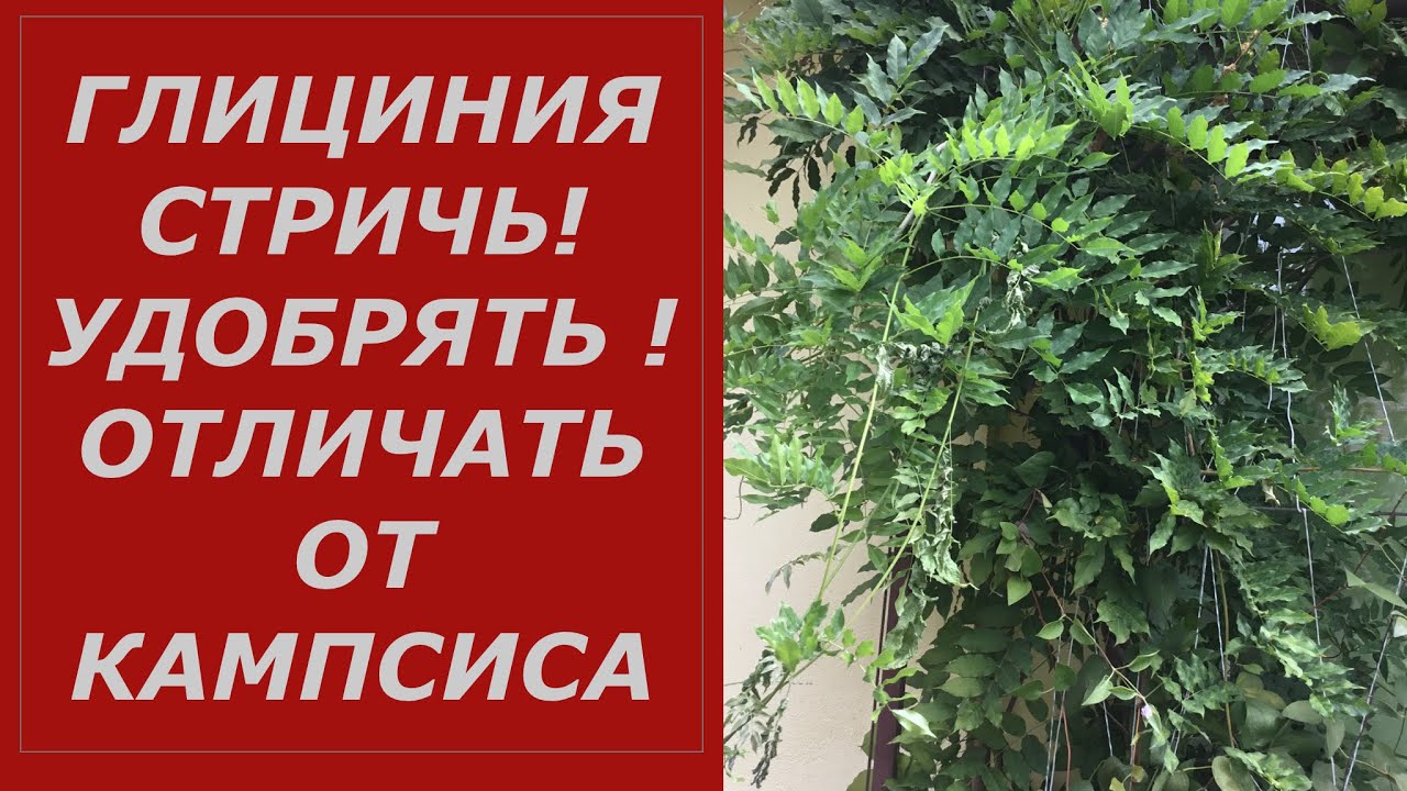 Глициния - сколько можно стричь? как отличить от кампсиса .НЕ ПОПАДИ В ПРОСАК !!!