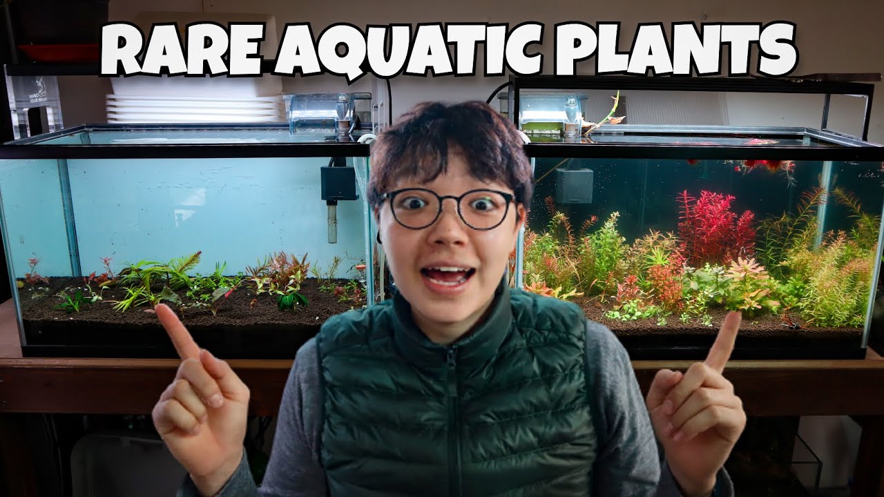 Setting Up RARE AQUATIC PLANTED AQUARIUM!
