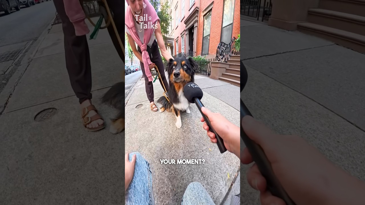 We met a stunning Australian Shepherd with a very long tail! #aussie #dog