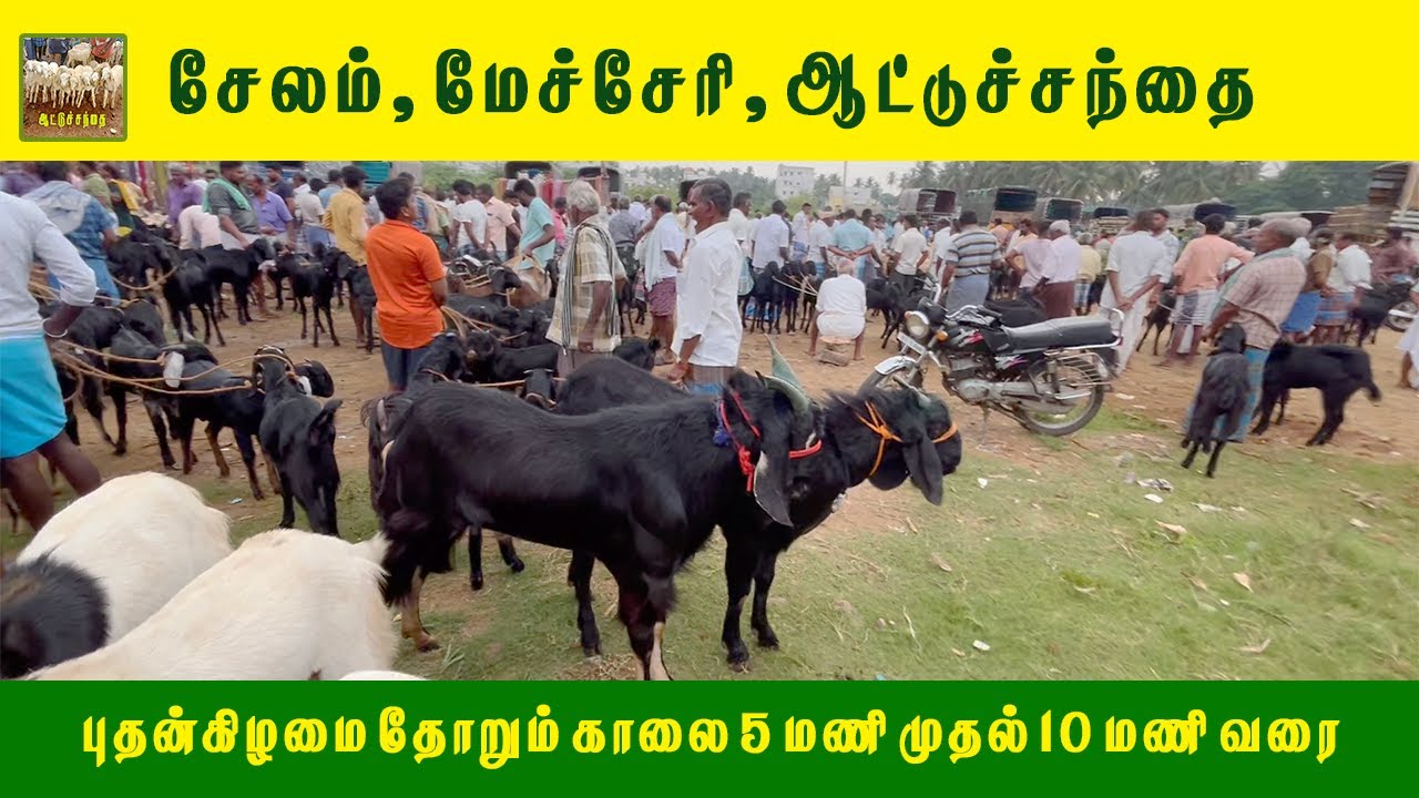 சேலம் மேச்சேரி ஆட்டுச்சந்தை 🔥| புதன்கிழமை தோறும் சூப்பர் விற்பனை!