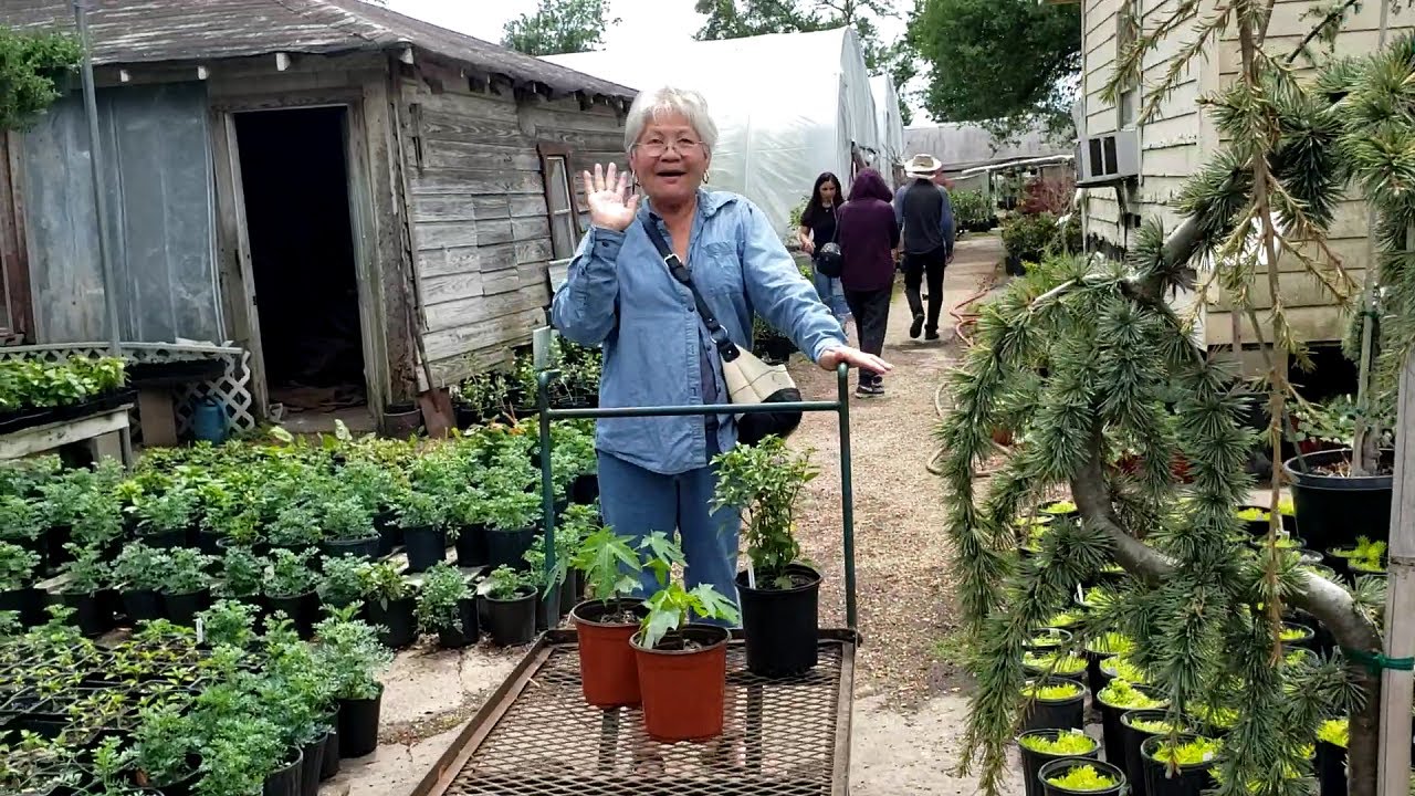 Visiting 2 Asian Nurseries in Houston for Mama Lai's Birthday