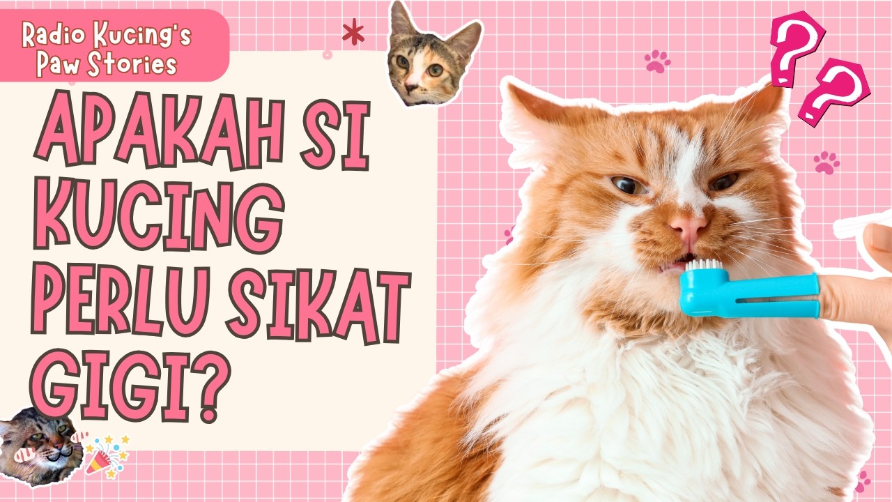 APAKAH KUCING PERLU SIKAT GIGI?🧐🧐 | Radio Kucing's Paw Stories #75