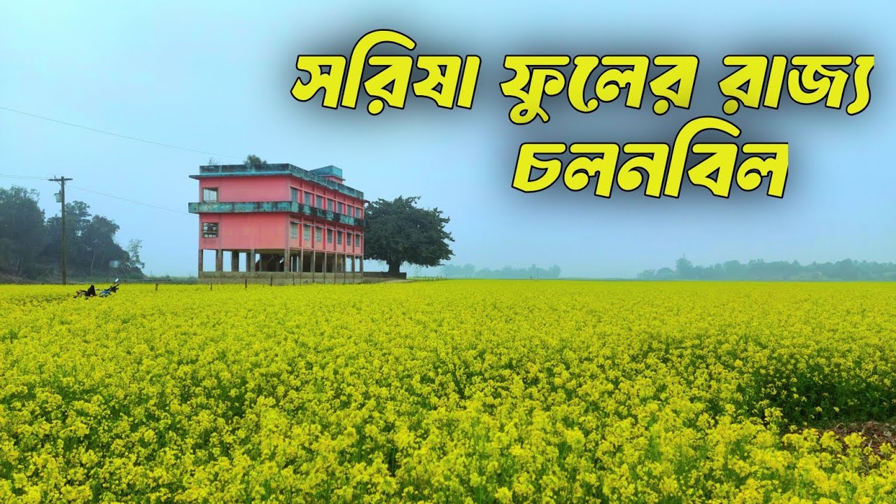 সরিষা ফুলের রাজ্য চলনবিল, দেখলে চোখ জুড়িয়ে যাবে🌻🌼