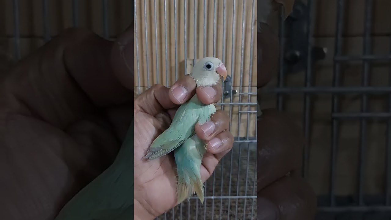 PAANO MAG PRODUCE NG AQUA 