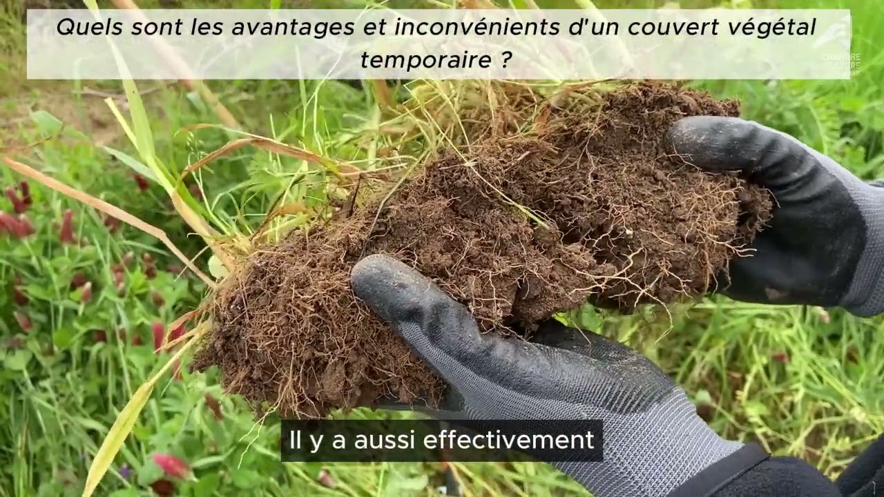 Couverts végétaux temporaires : retours d'expérience avec trois viticulteurs du GIEE Les Enherbeurs
