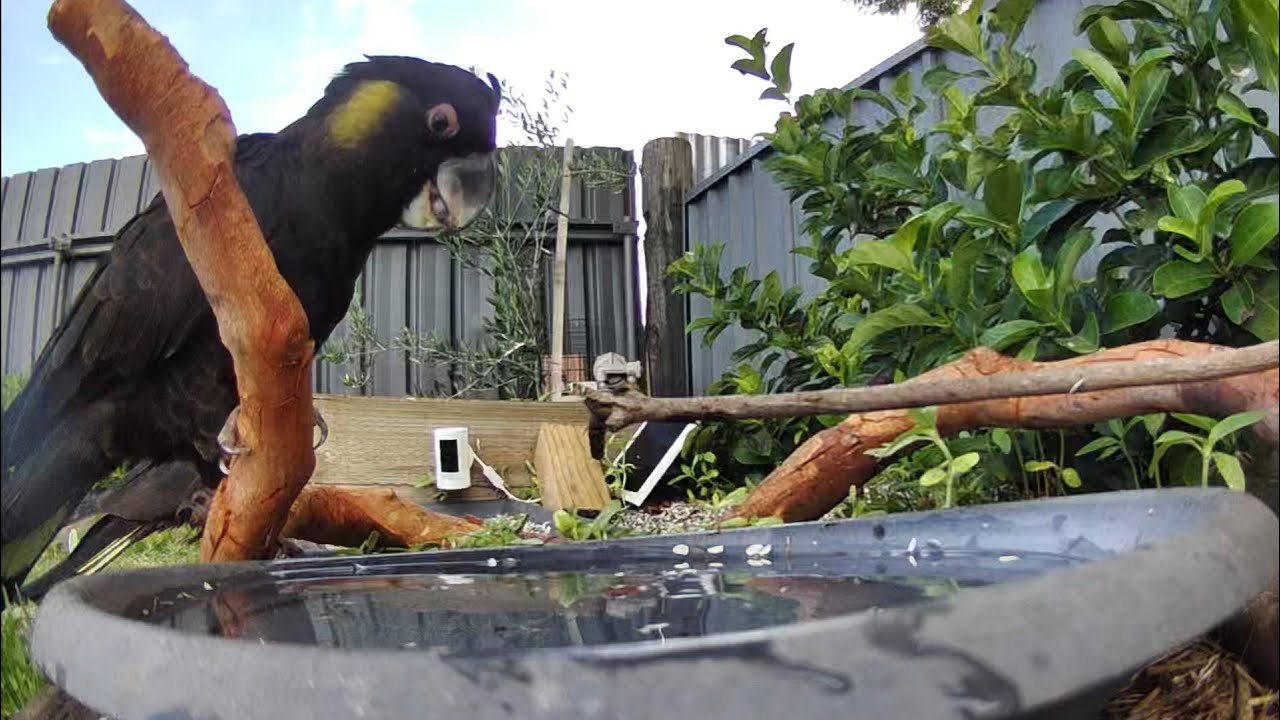 Australian Bird Bath Cam | 3/2/26 | rainbow lorikeets | yellow tail black cockatoo | cat tv |