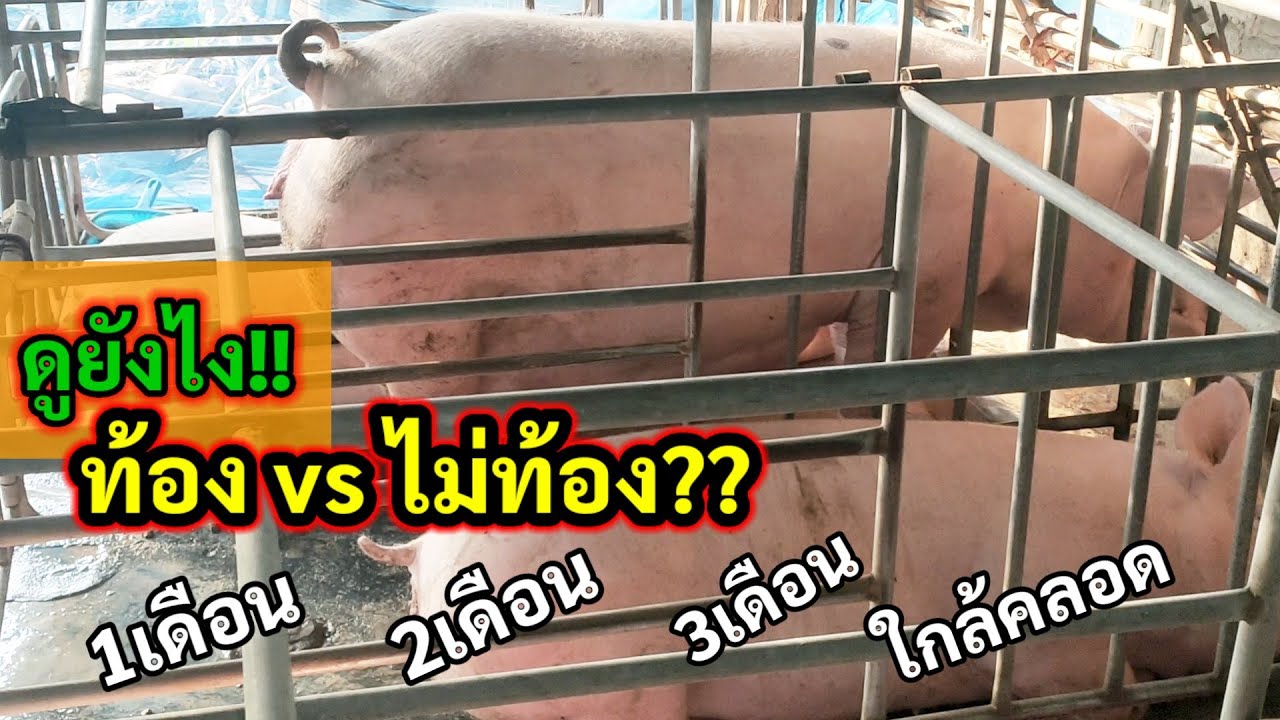ดูยังไงว่าท้อง!! สังเกตหมูท้อง ลองสังเกตแบบนี้ เป็นแนวทาง l KruThan พาทำ