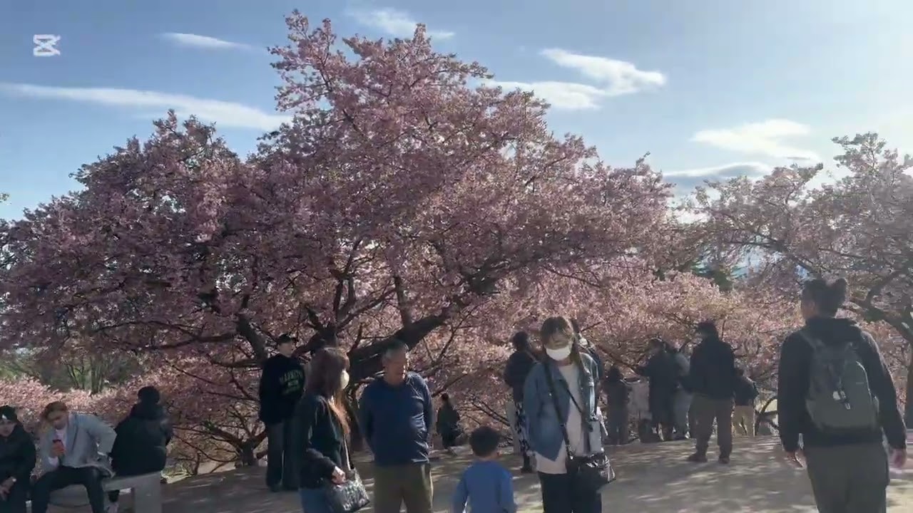 Cherry blossoms in Japan