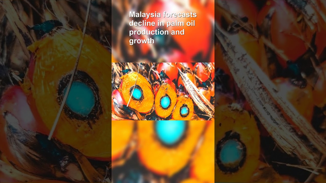 Malaysias Palm Oil Gamble